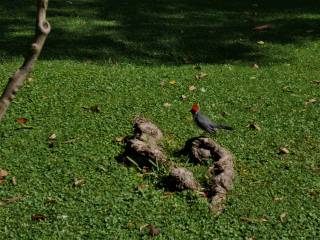 Un cardinal, un peu flou