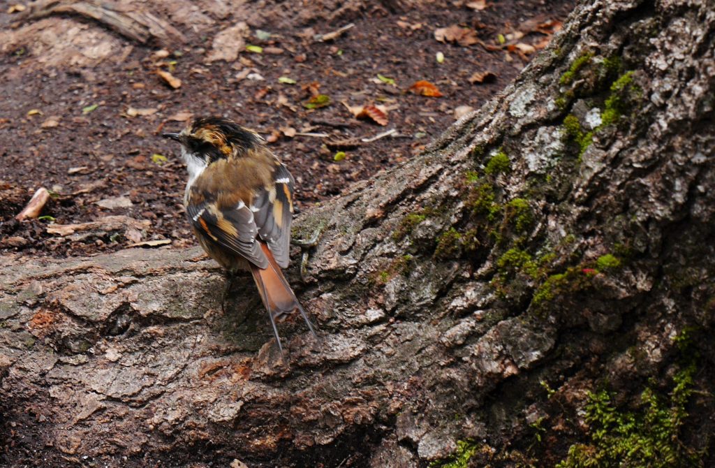 Un des jolis oiseaux