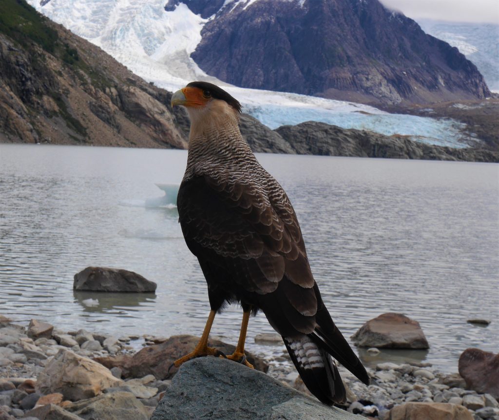 Le caracara huppé face au glacier du Cerro Torre