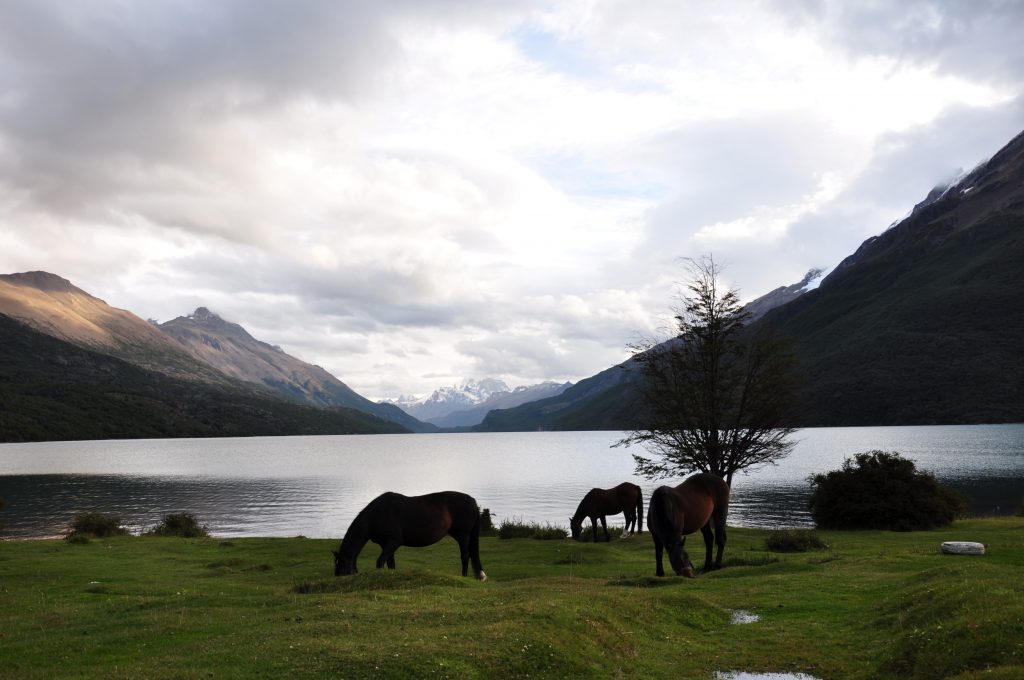 Les chevaux des gendarmes