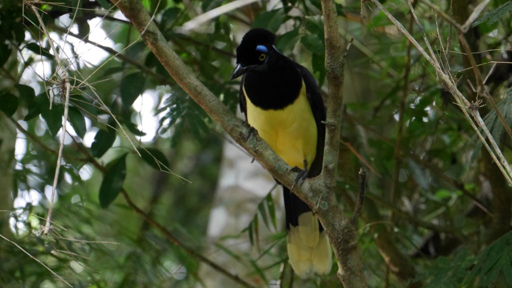 Urraca Comun (famille de la pie)