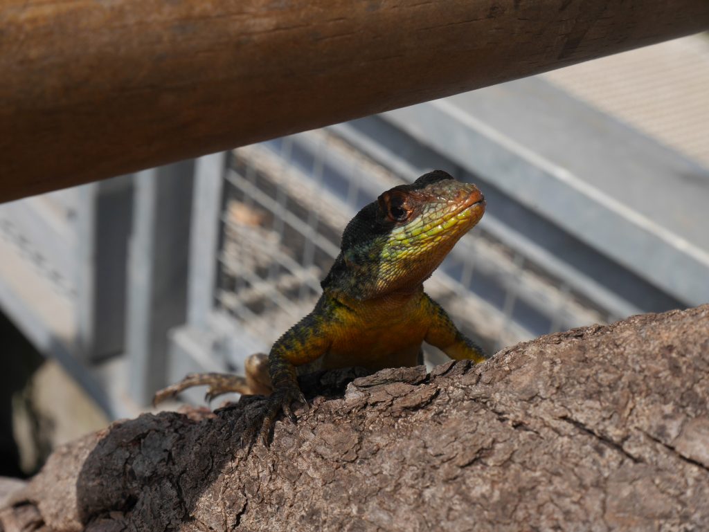 Un beau lézard