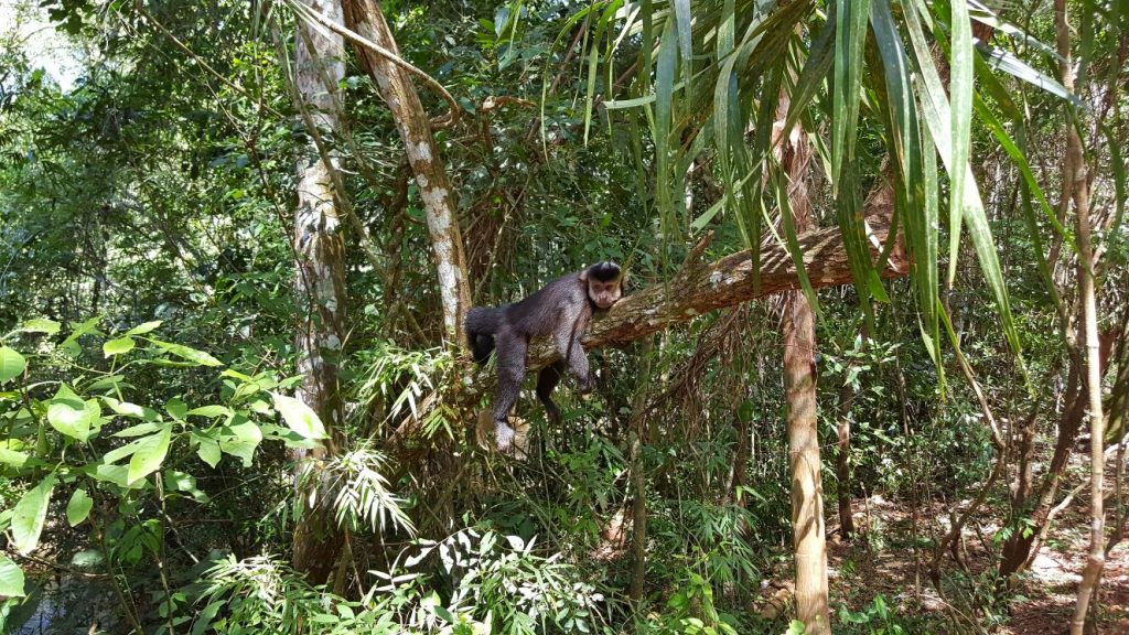 Un des singes vus par Julie, mais pas par nous
