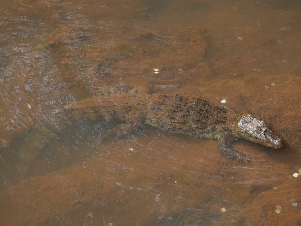 Notre premier caïman en liberté 