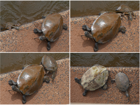 Bébé tortue arrive enfin à rejoindre sa maman