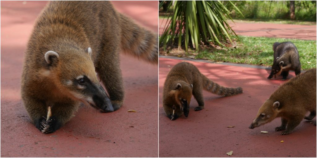 Les coatis