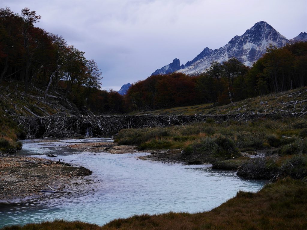 Rivière et barrage de castors