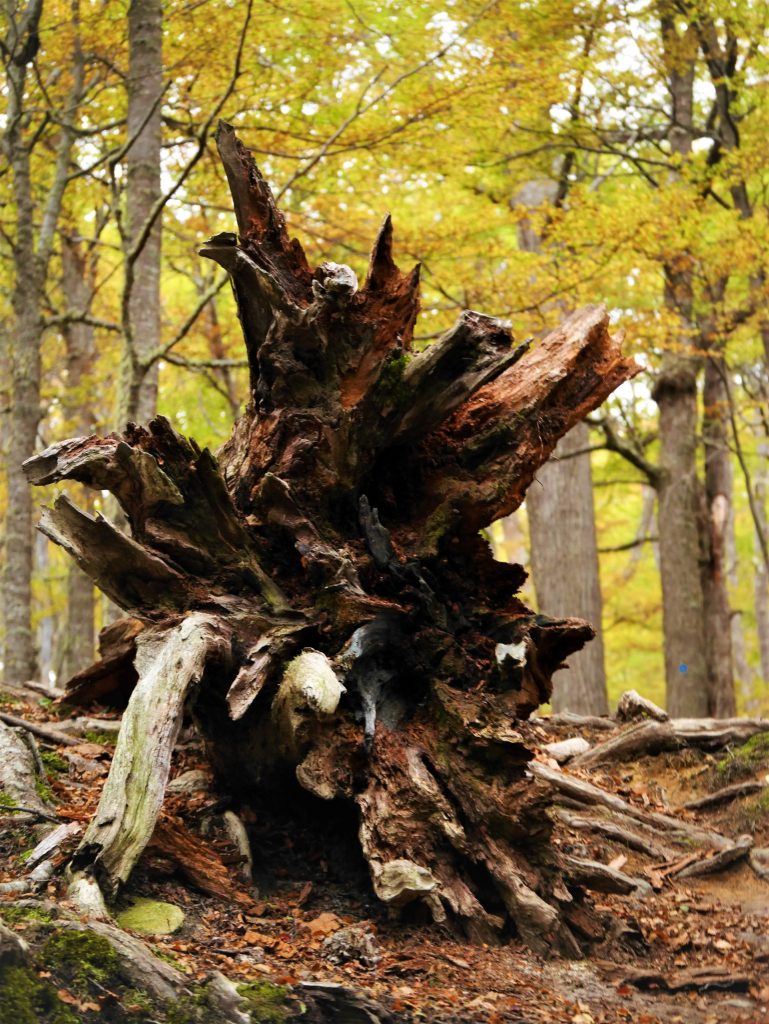 Racine (pas le dramaturge français)