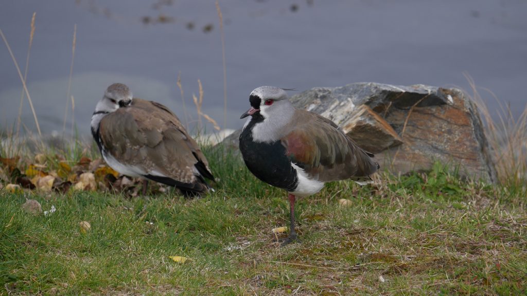 Oiseau (oui, désolée je ne connais pas son nom)