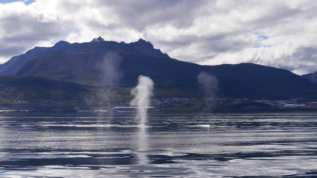 Elles viennent vers nous