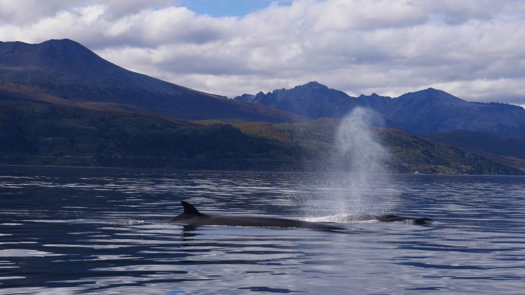 ushuaia-j3-baleines-2