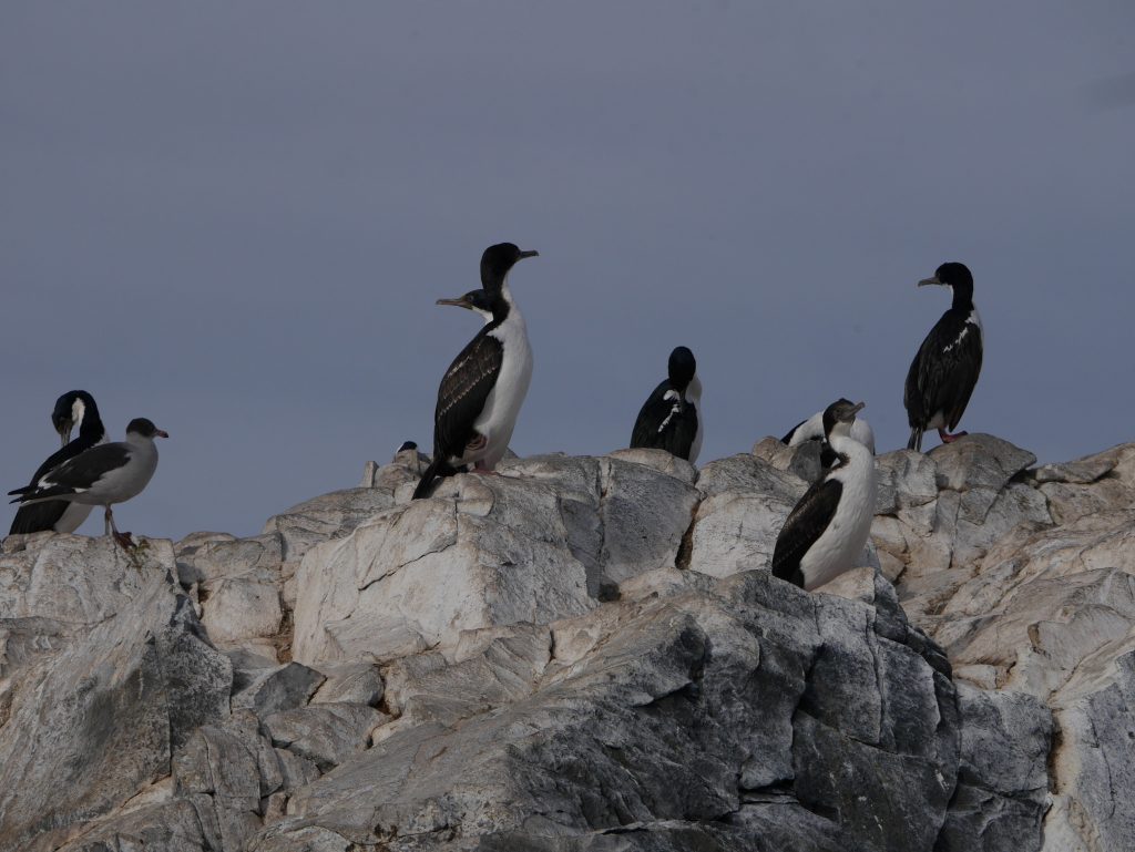 Cormorans impériaux