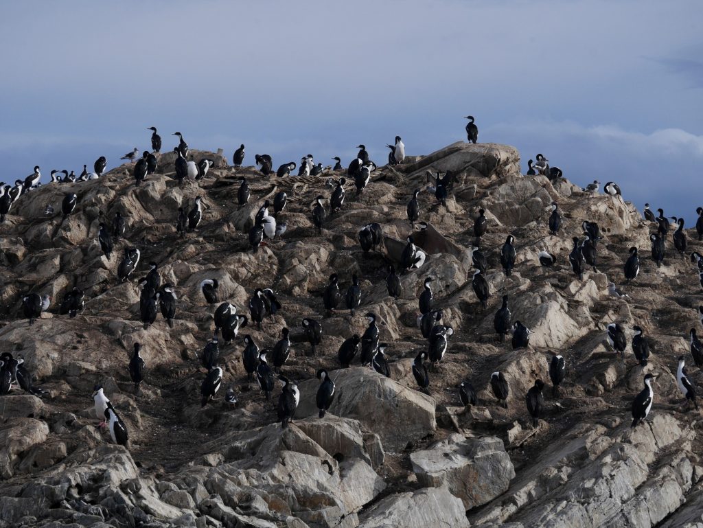 L'île des cormorans