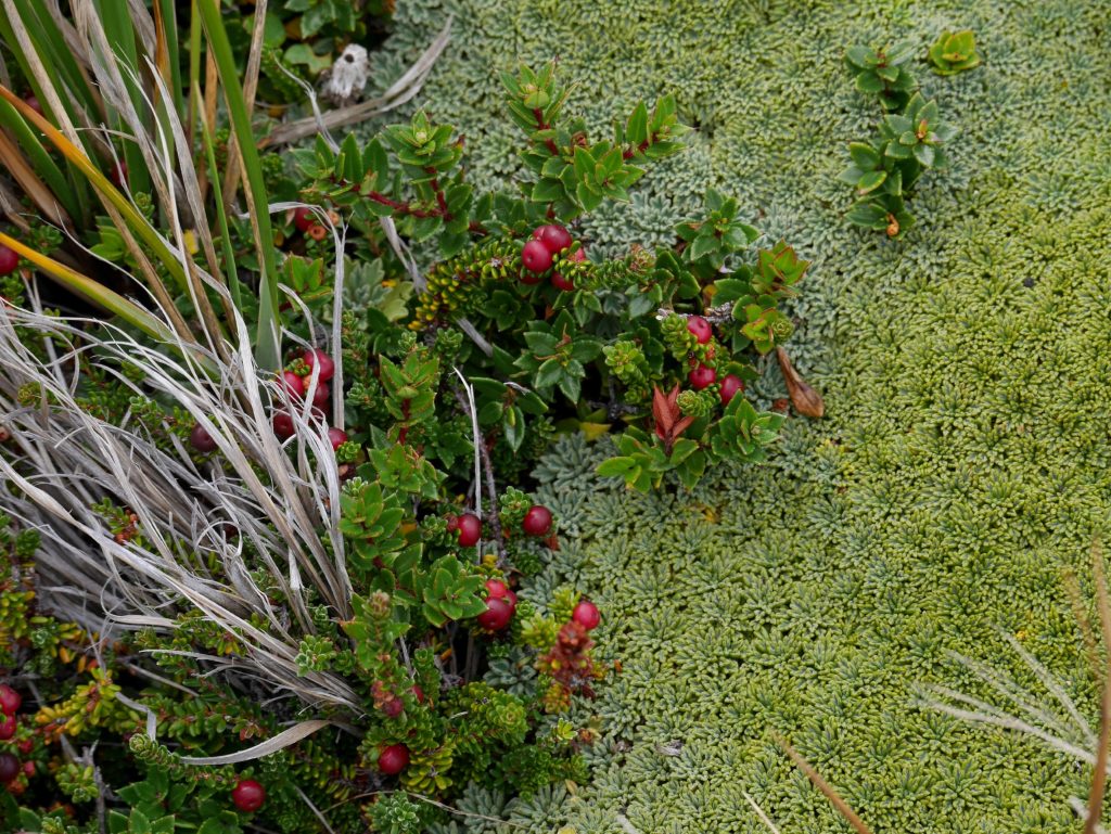 La mousse qui pousse lentement