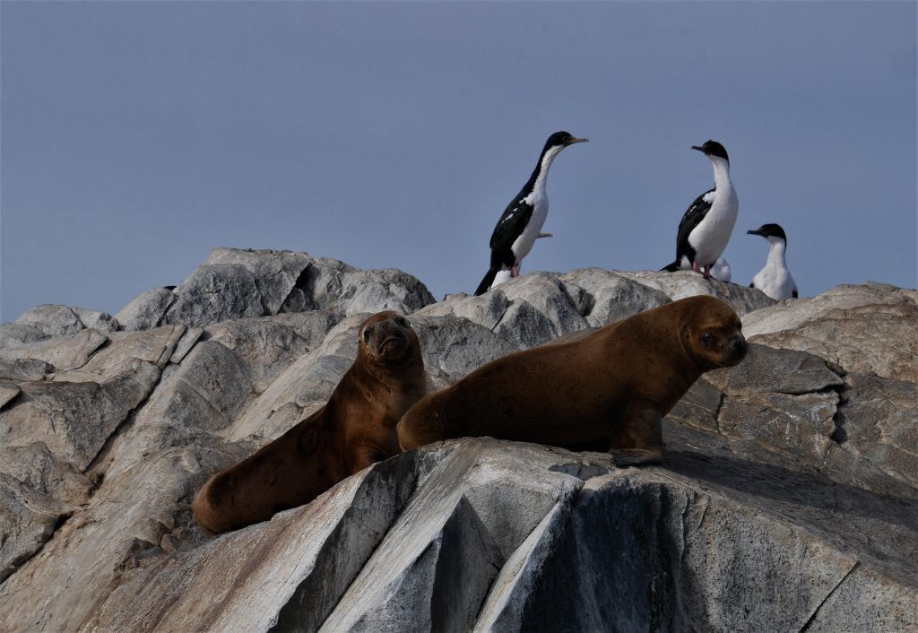 Phoques et cormorans impériaux