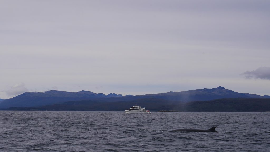 Première baleine au loin