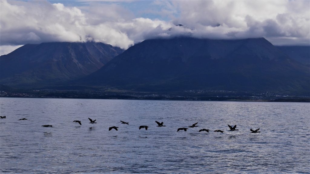 Vol de cormorans dans le canal de Beagle