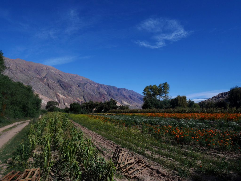 Un des champs de cette petite vallée verdoyante