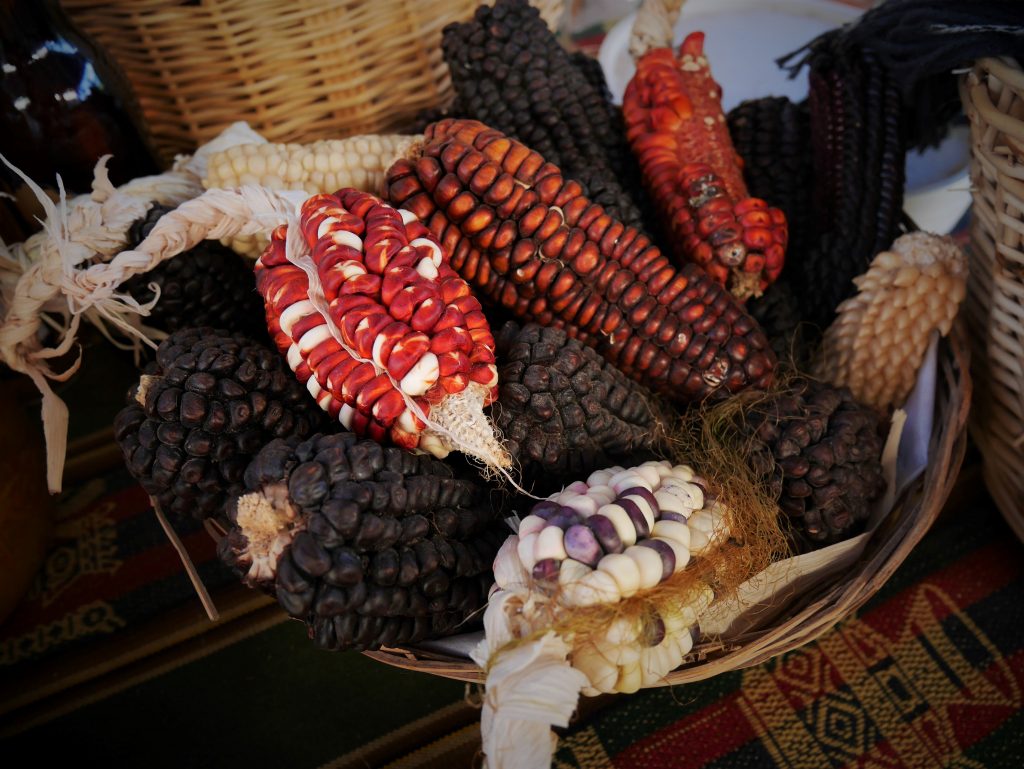 Du maïs de toutes les couleurs