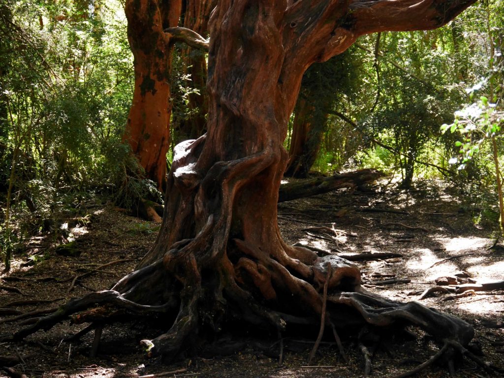 Un arrayan, arbre rouge local