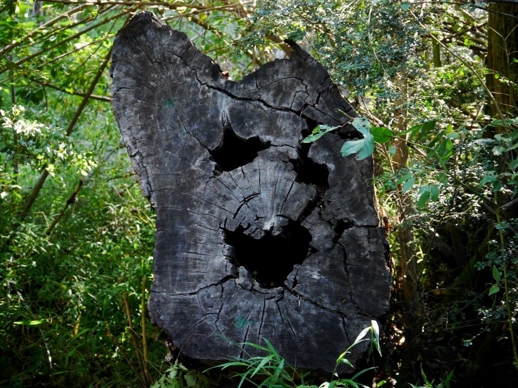 Un tronc d'arbre farceur