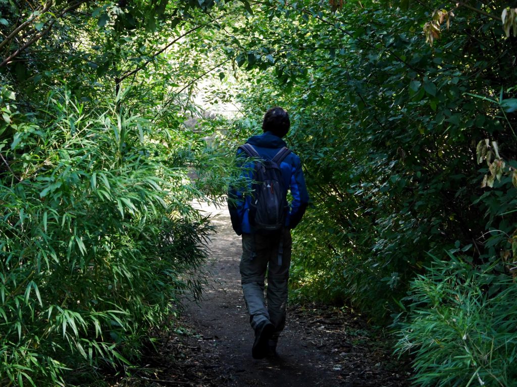 Une forêt de bambou