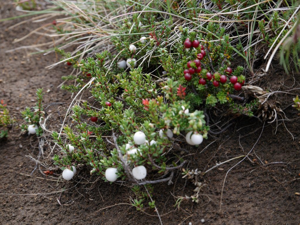 Des baies sauvages (pas testées)