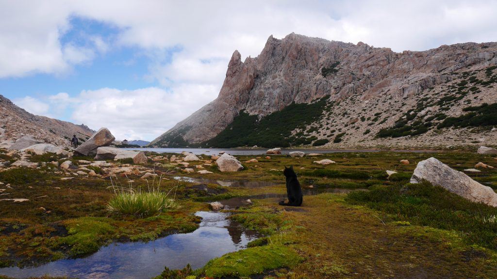 Le chat fait le beau