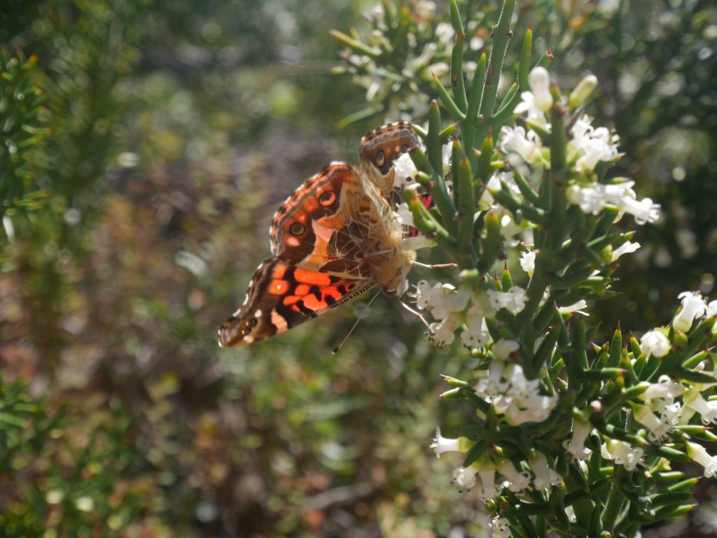 Une rencontre ailée