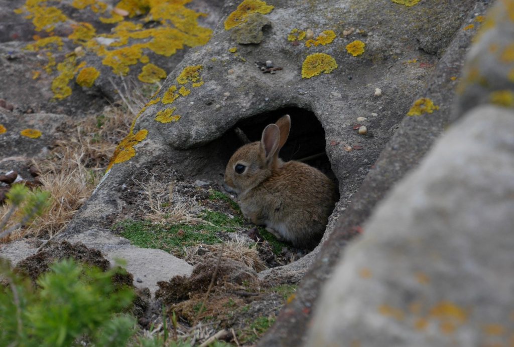 Un petit lapin au bord de la falaise
