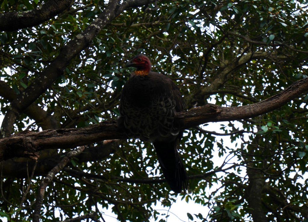 Un drôle d'oiseau dans un arbre