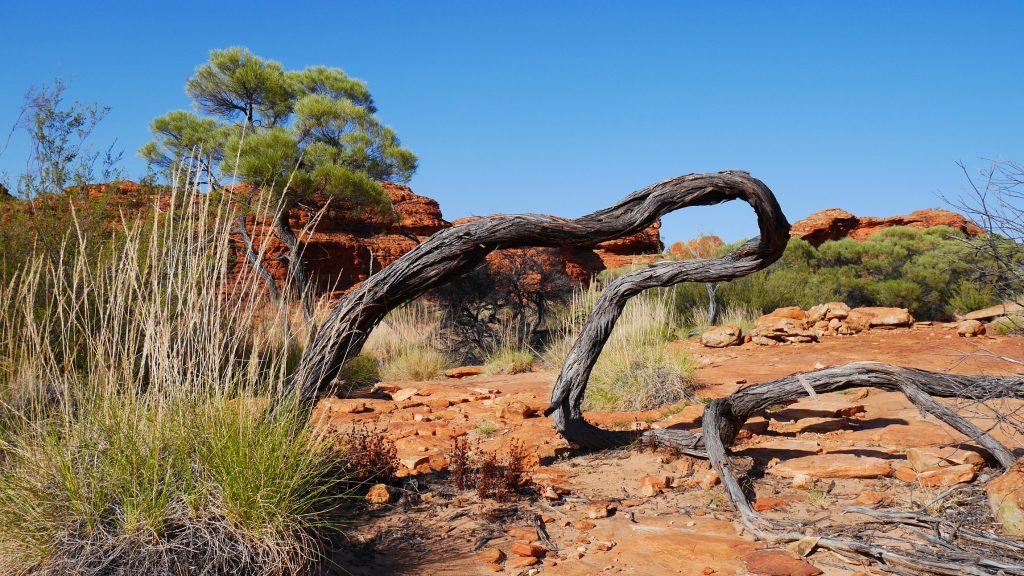 cr-kings-canyon-arbre