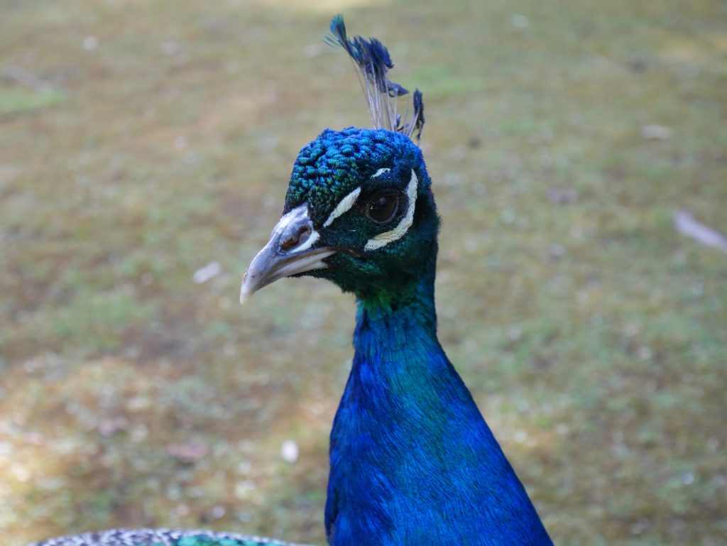 launceston-paon-a-lecoute