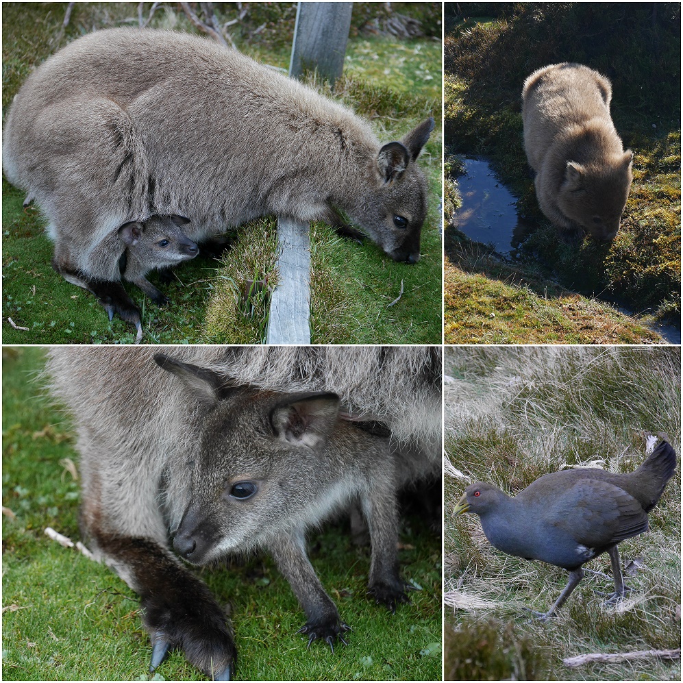 Les animaux rencontrés sur le track
