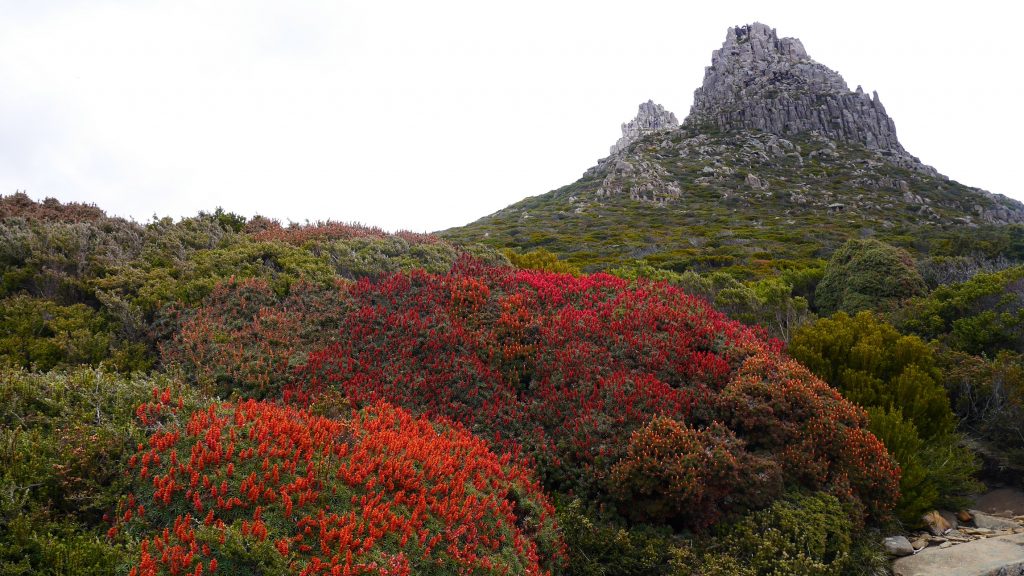 Sur la route vers le Mont Ossa