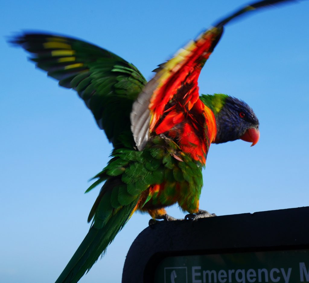 Un perroquet sur la plage