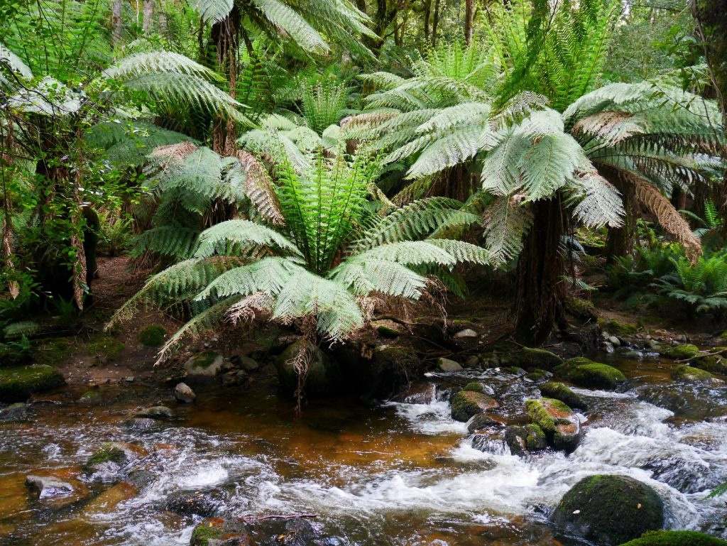 Des fougères géantes sur le chemin vers les chutes de Saint Columba