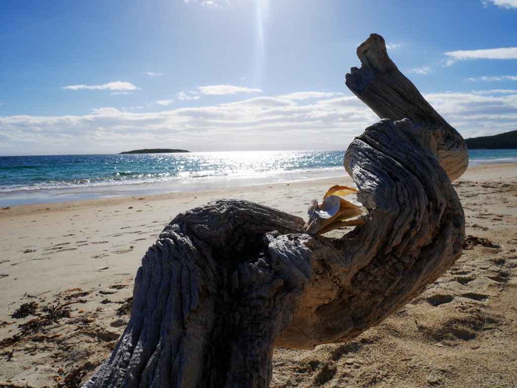Un coquillage sur Hazards Beach