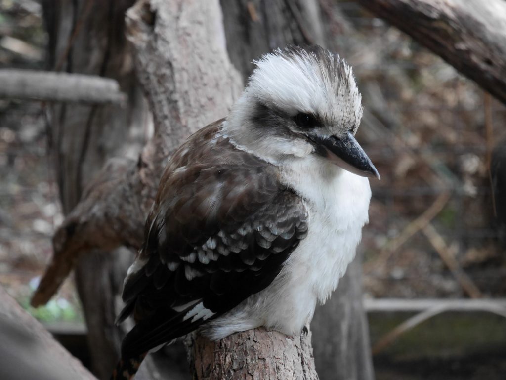 Un laughing Kookaburra