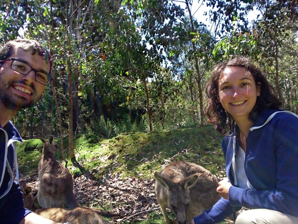 Selfie avec des kangourous, un grand classique !