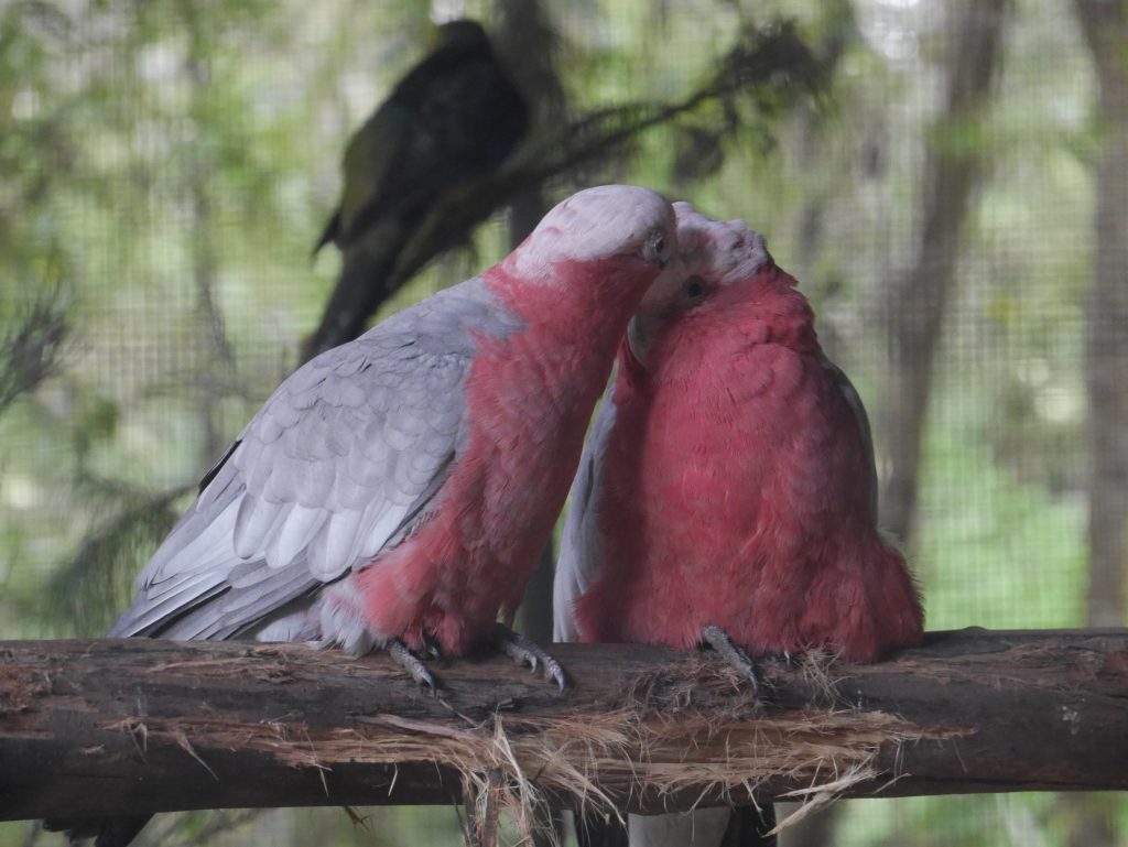 Un couple de perroquets