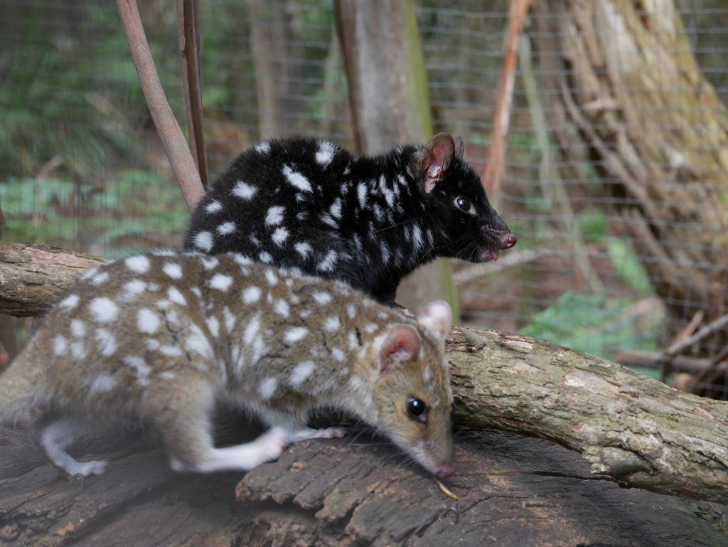 Deux quolls
