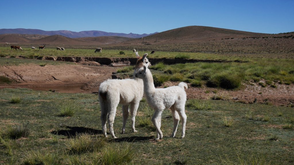 Au sein de la ferme des lamas