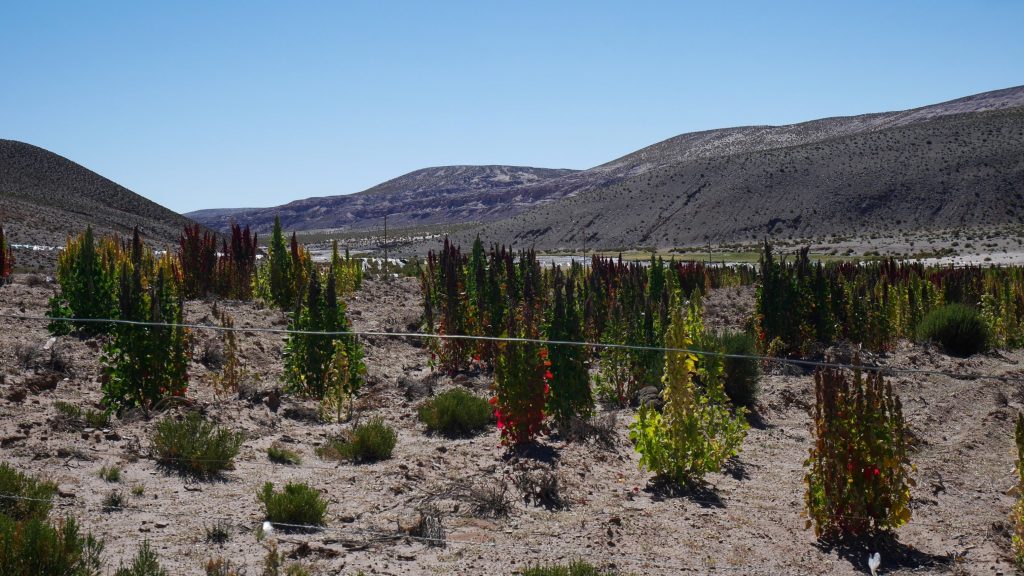 Champ de quinoa