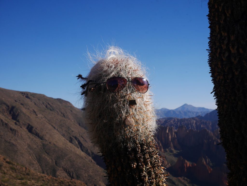 Cactus à lunettes