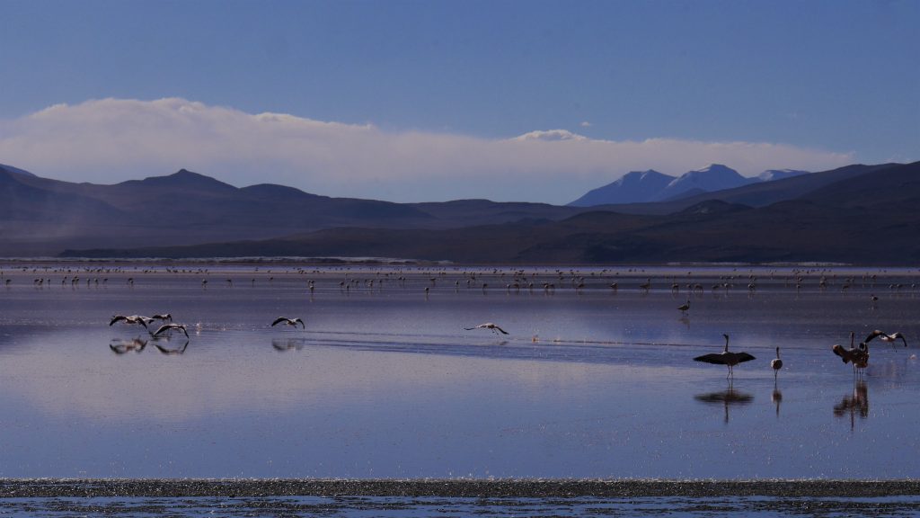 Envol de flamands roses