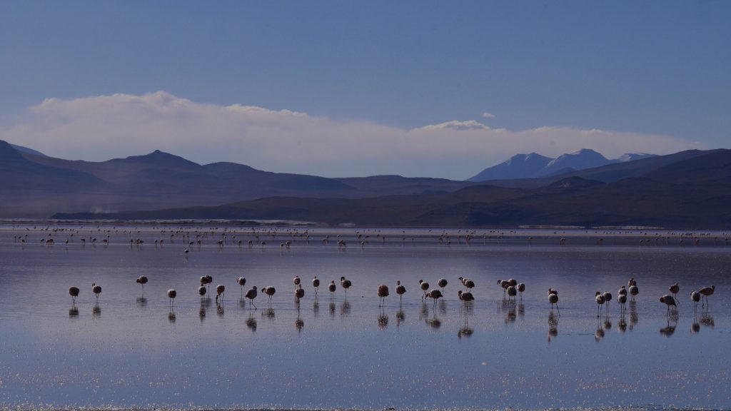 uyuni-j2-flamands-roses