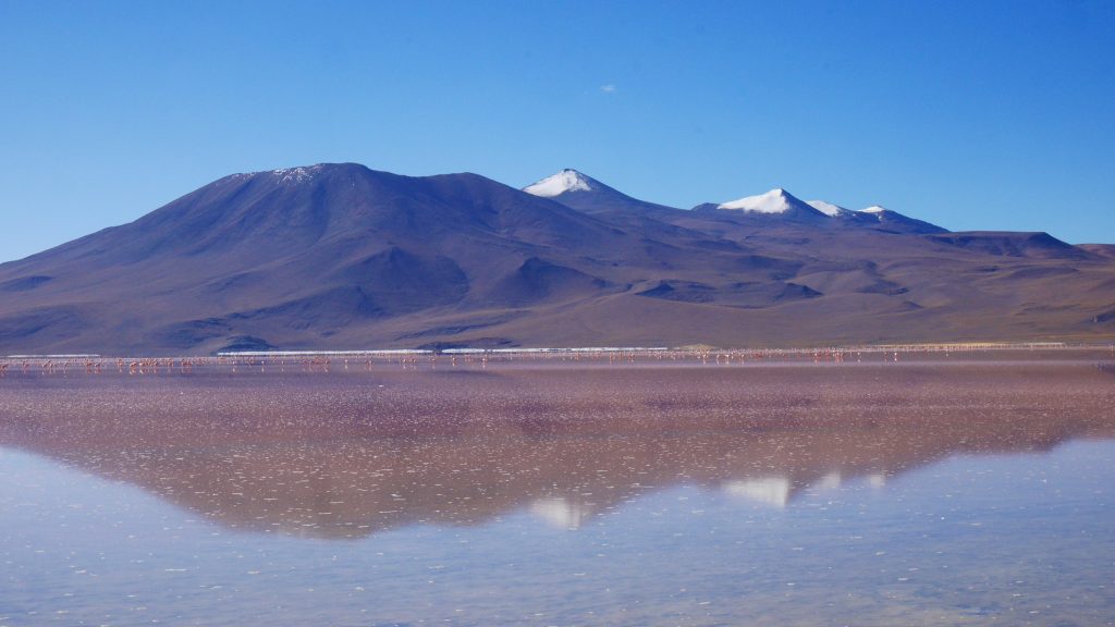 Reflet et flamands roses