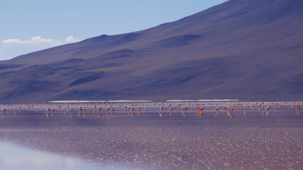 Avec les flamands roses