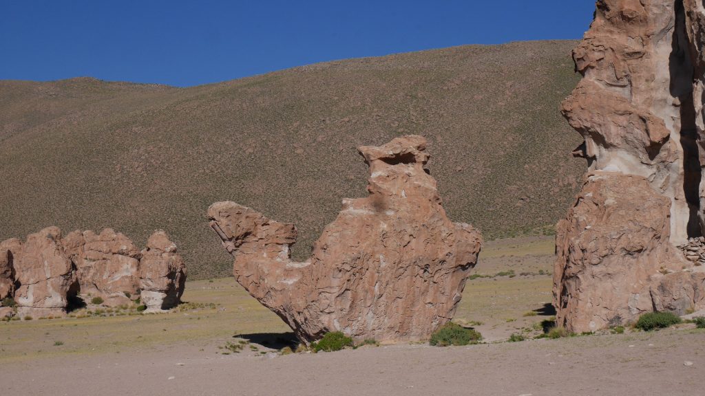 Un dromadaire immortel